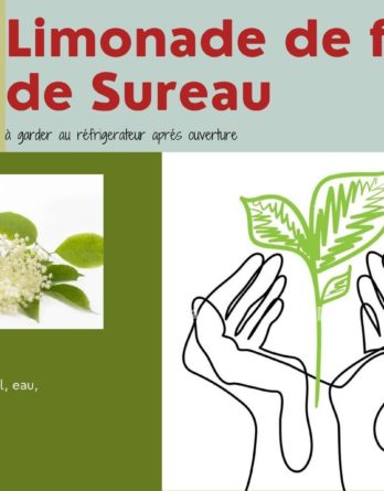 limonade de sureau